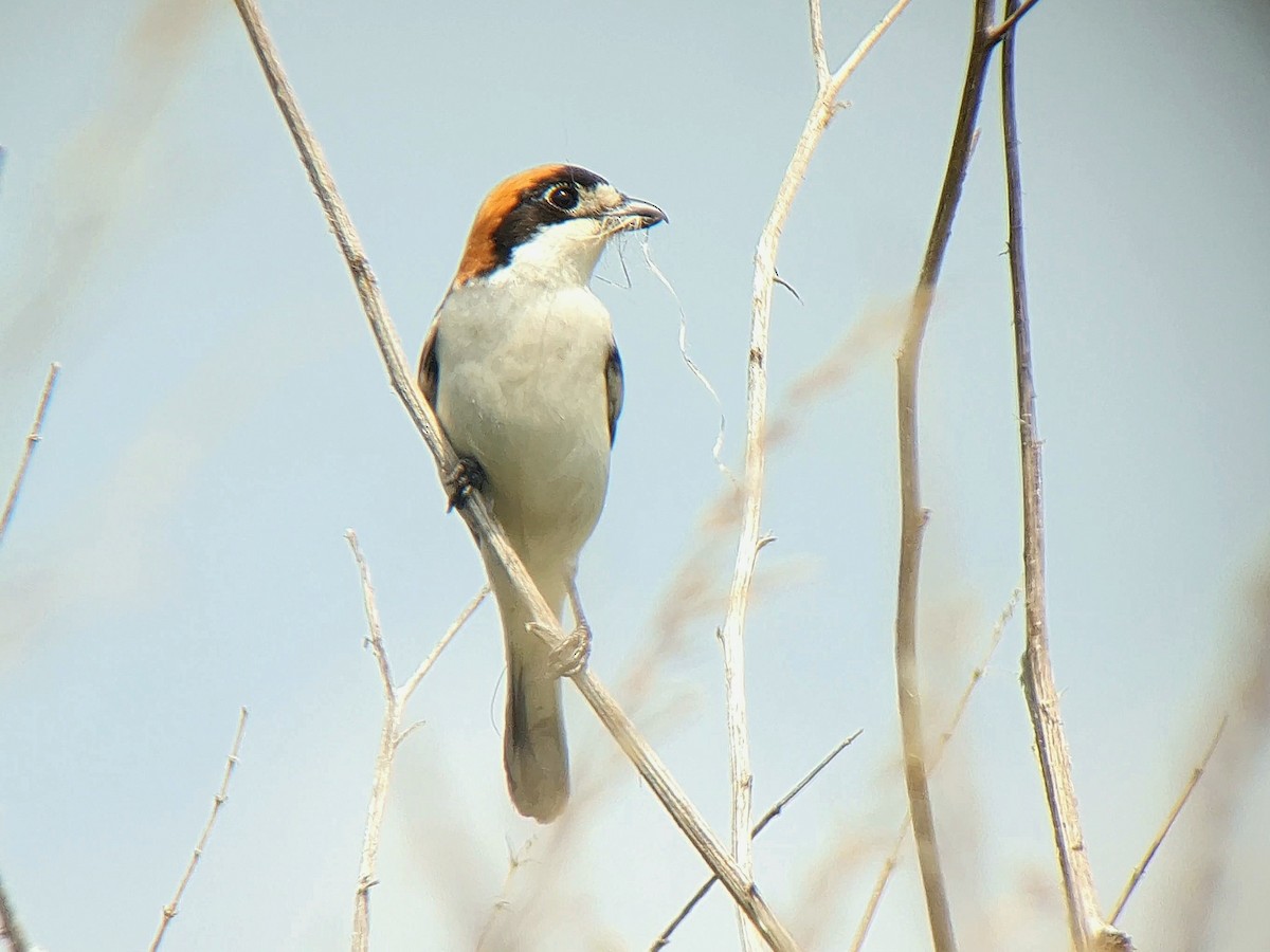 Woodchat Shrike - ML637777091