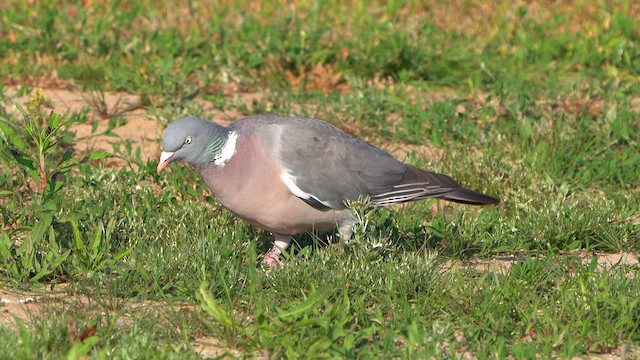 Common Wood-Pigeon - ML637777095