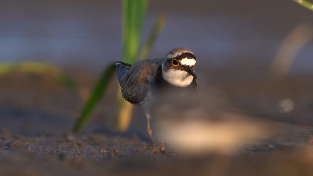Little Ringed Plover - ML637777099