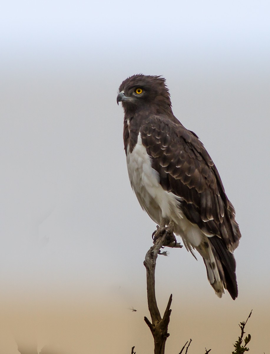 Black-chested Snake-Eagle - ML637777140