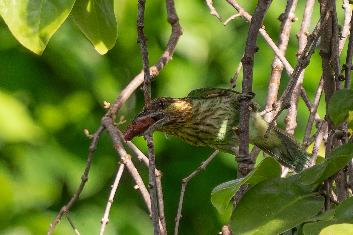 Green-eared Barbet - ML637777205