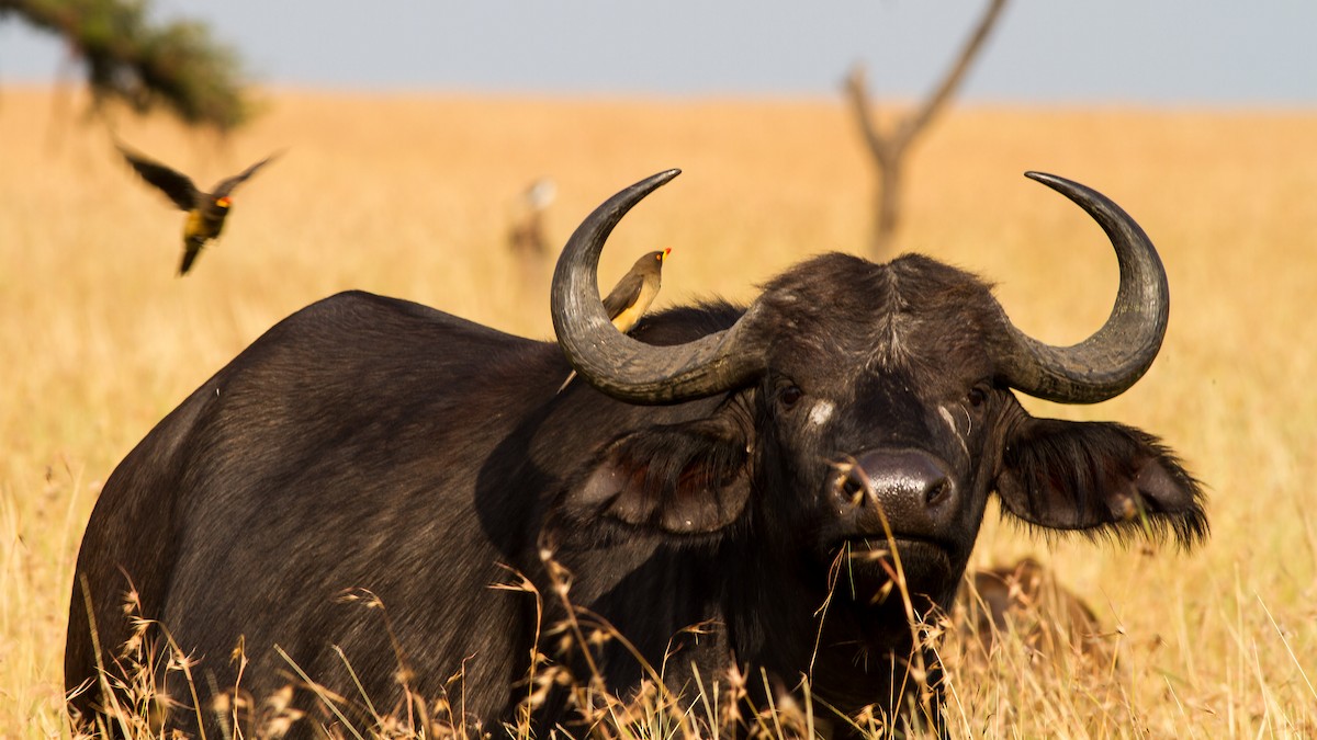 Yellow-billed Oxpecker - ML637777206