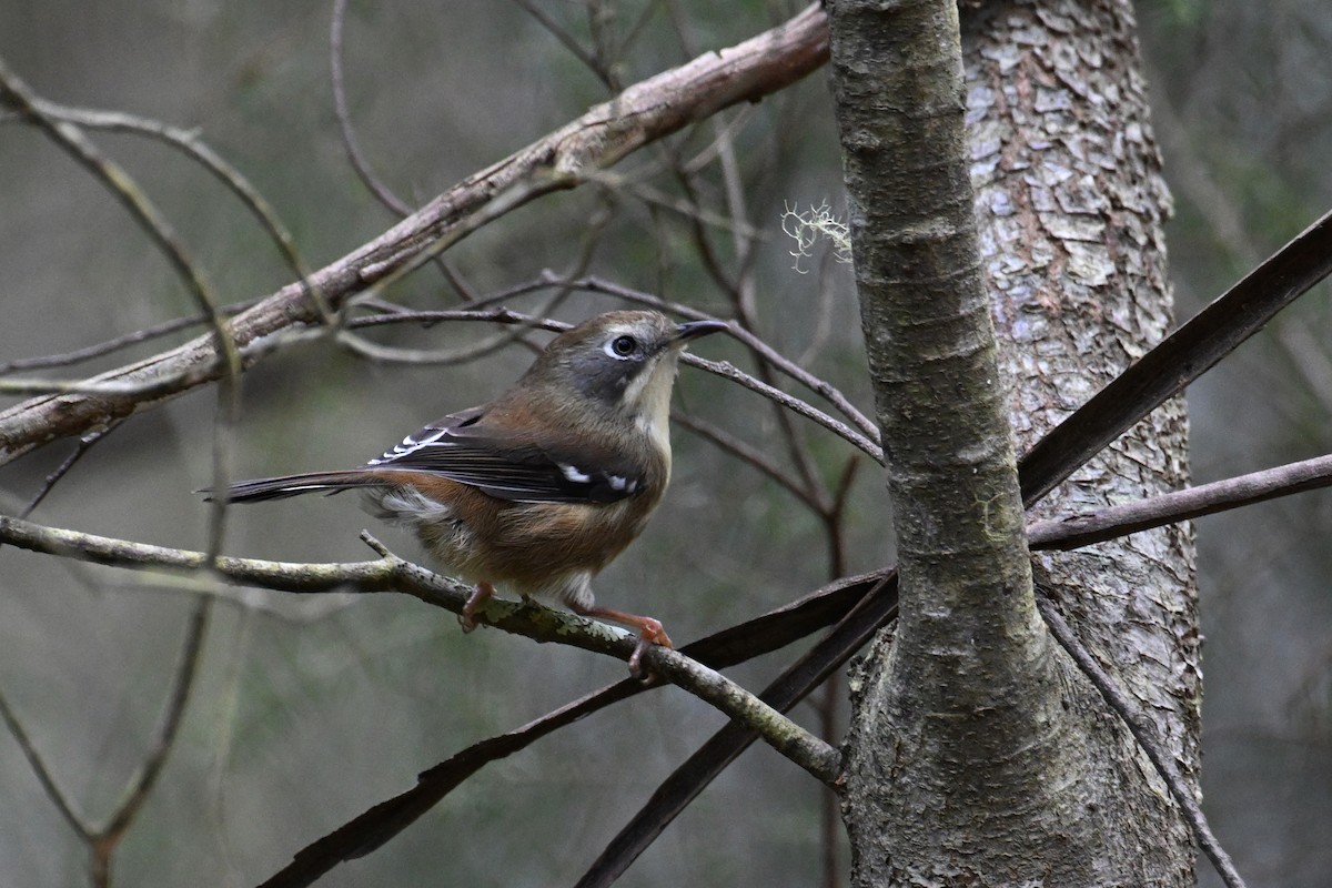 Scrubtit - ML637777303