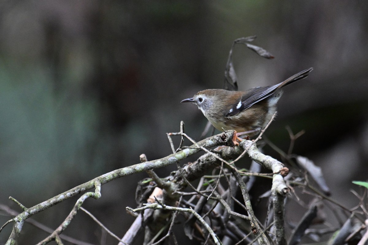 Scrubtit - ML637777304
