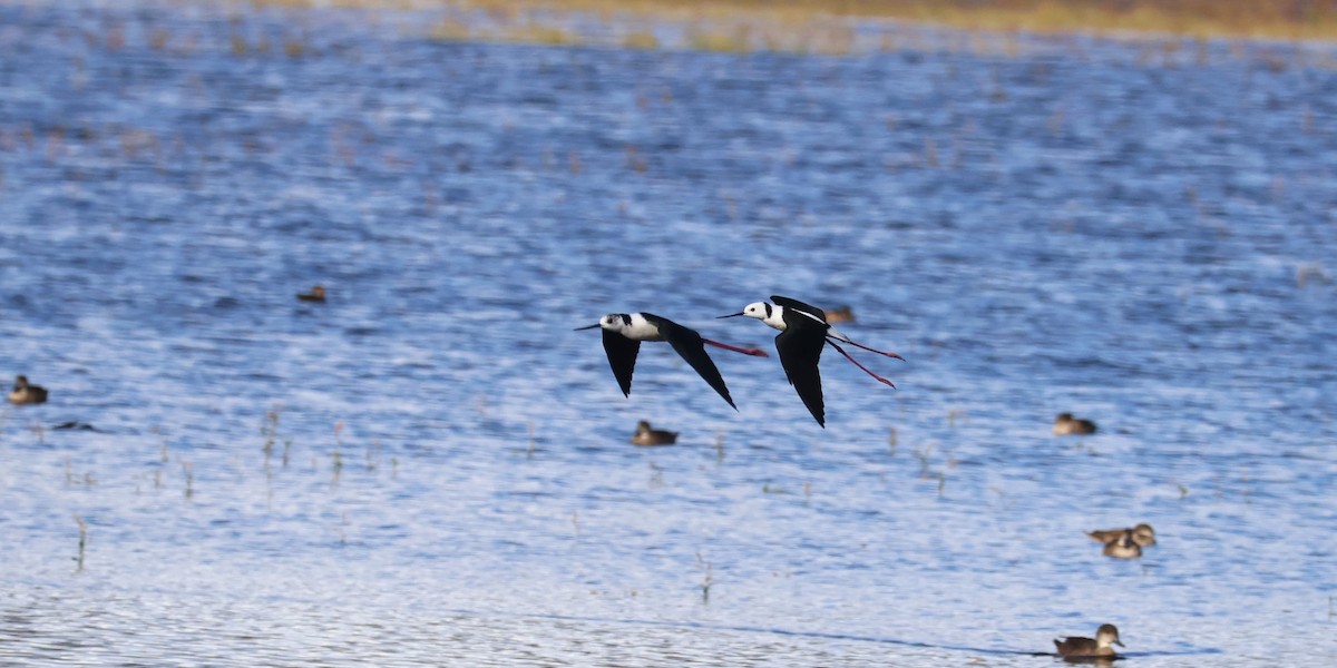 Pied Stilt - ML637777307