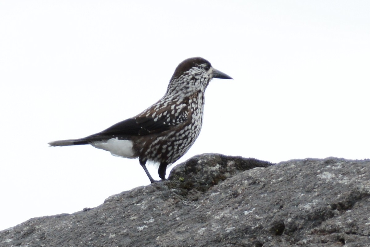 Northern Nutcracker - ML637777308