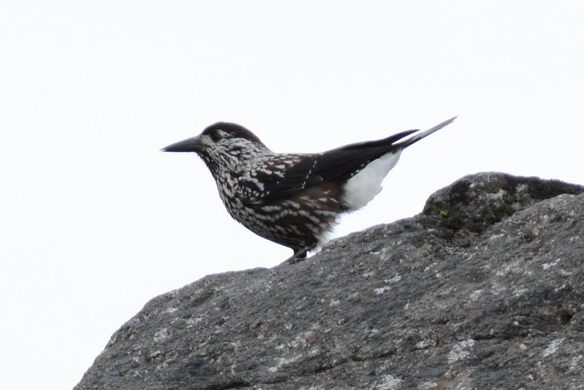 Northern Nutcracker - ML637777353