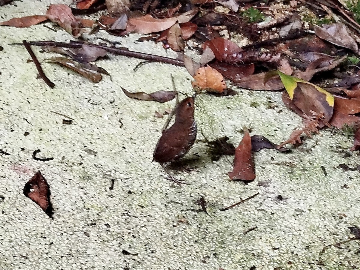 Pygmy Cupwing - ML637777407