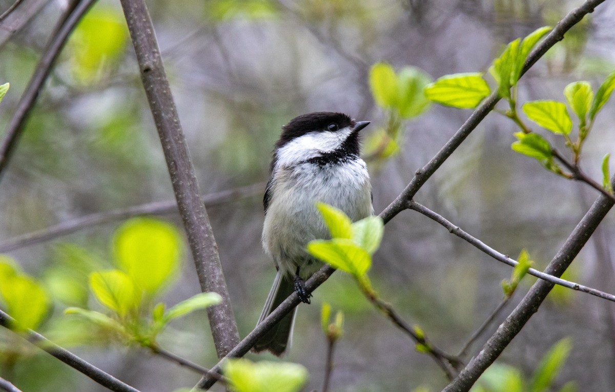 Black-capped Chickadee - ML637777411