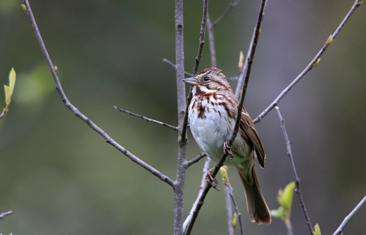 Song Sparrow - ML637777413