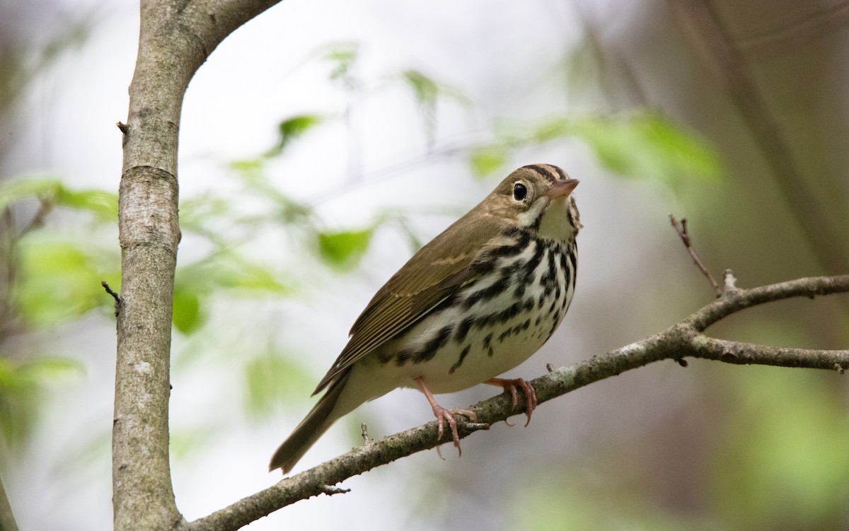 Ovenbird - ML637777415