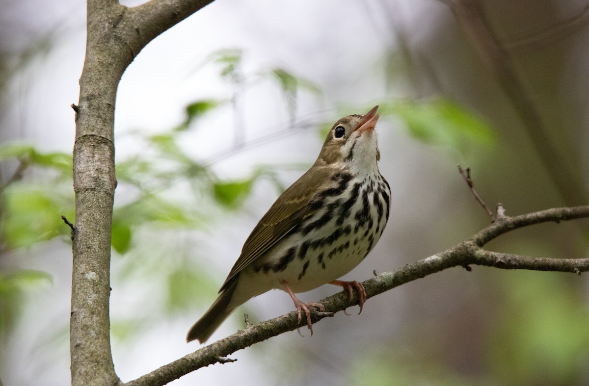 Ovenbird - ML637777416