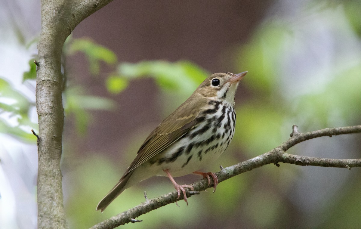 Ovenbird - ML637777417