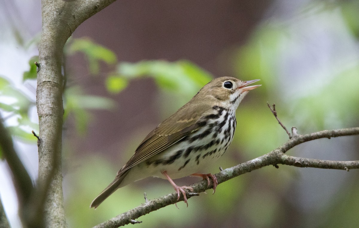 Ovenbird - ML637777418