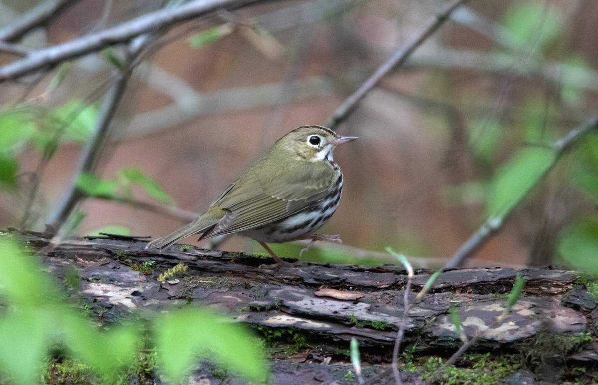 Ovenbird - ML637777419