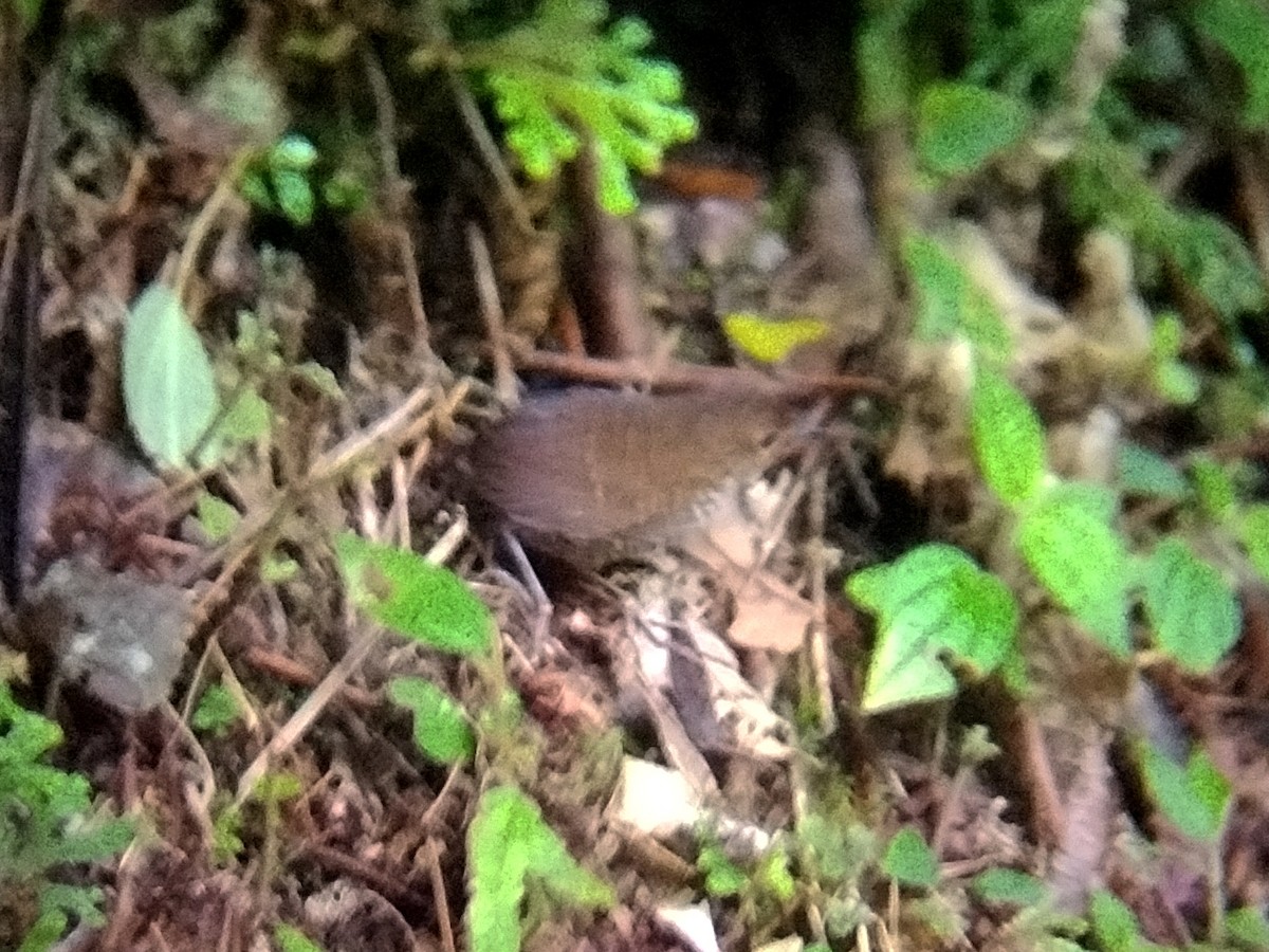 Pygmy Cupwing - ML637777420