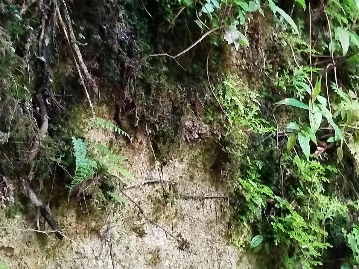 Pygmy Cupwing - ML637777421