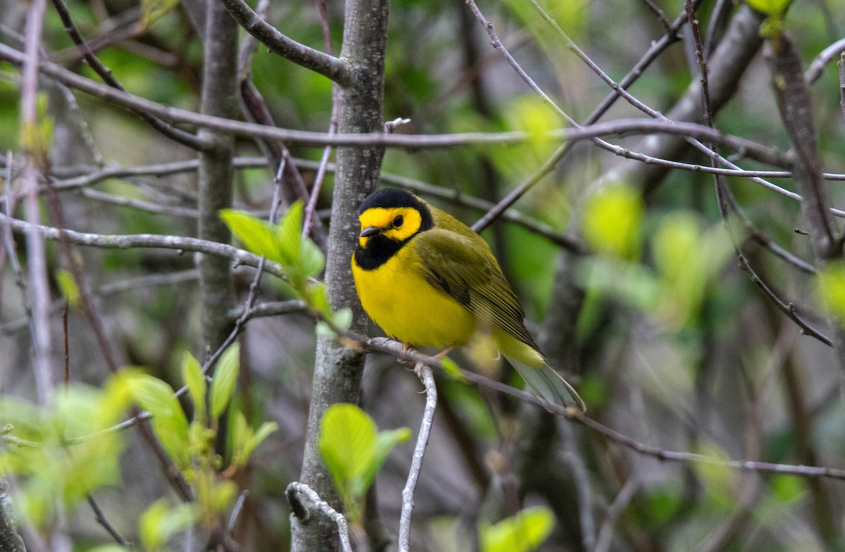 Hooded Warbler - ML637777422