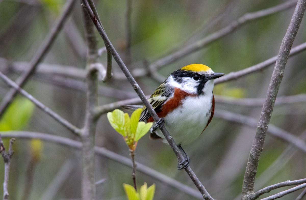Chestnut-sided Warbler - ML637777425