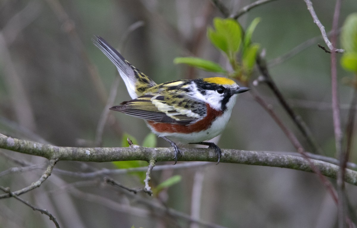 Chestnut-sided Warbler - ML637777426