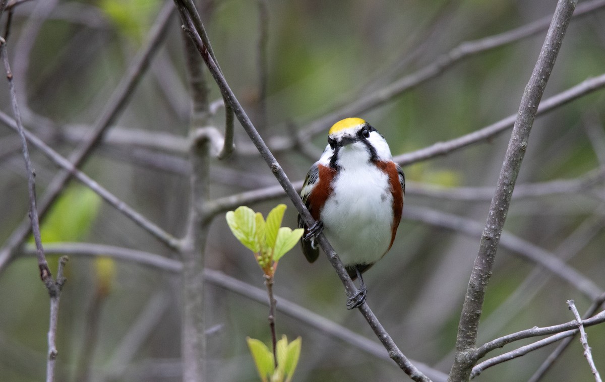 Chestnut-sided Warbler - ML637777427