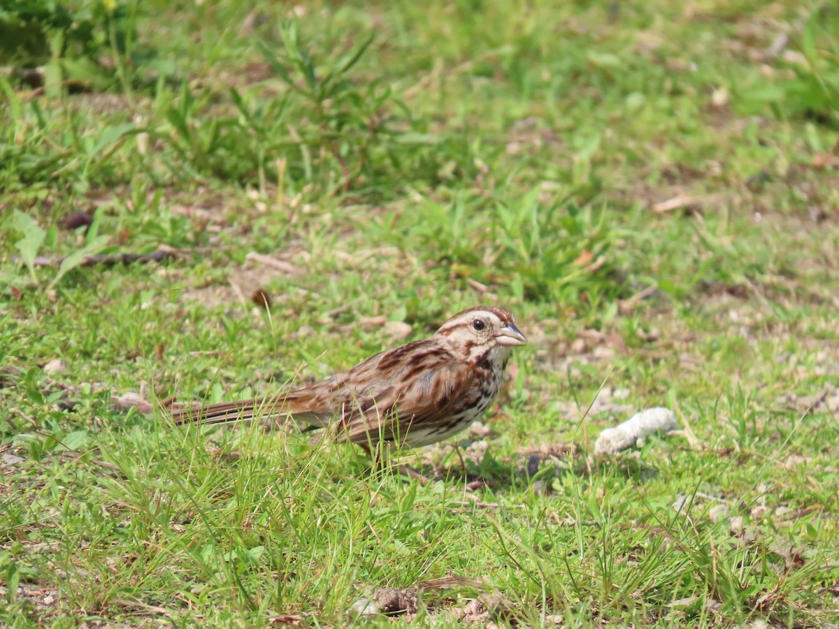 Song Sparrow - ML637777429