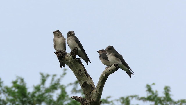 Gray-breasted Martin - ML637777435