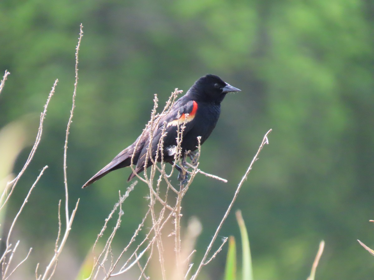 Red-winged Blackbird - ML637777437
