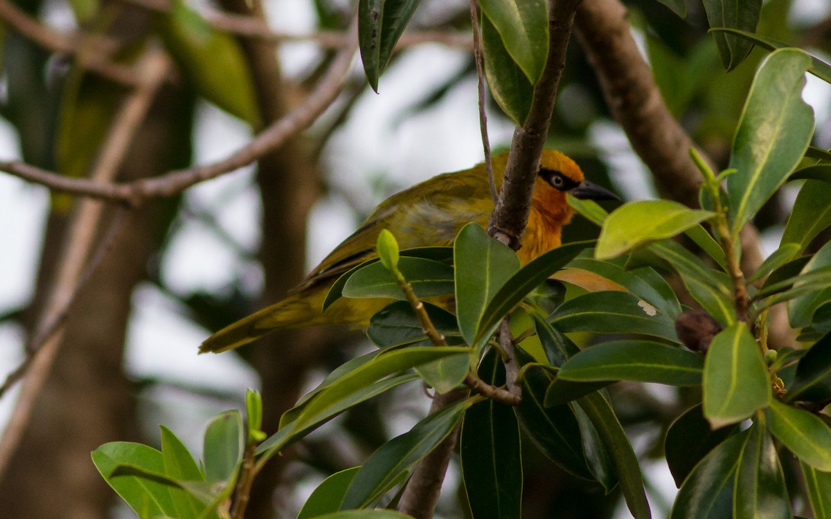 Spectacled Weaver - ML637777458