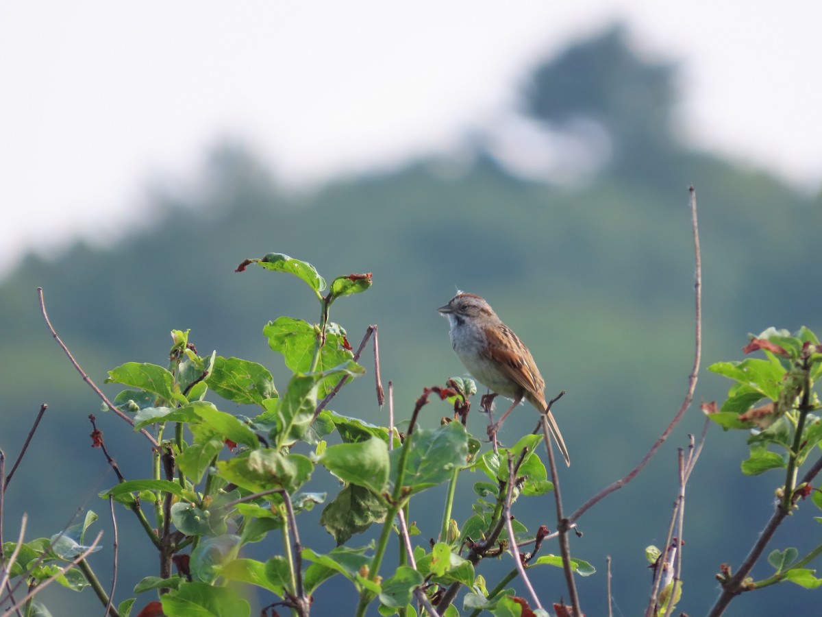 Swamp Sparrow - ML637777460