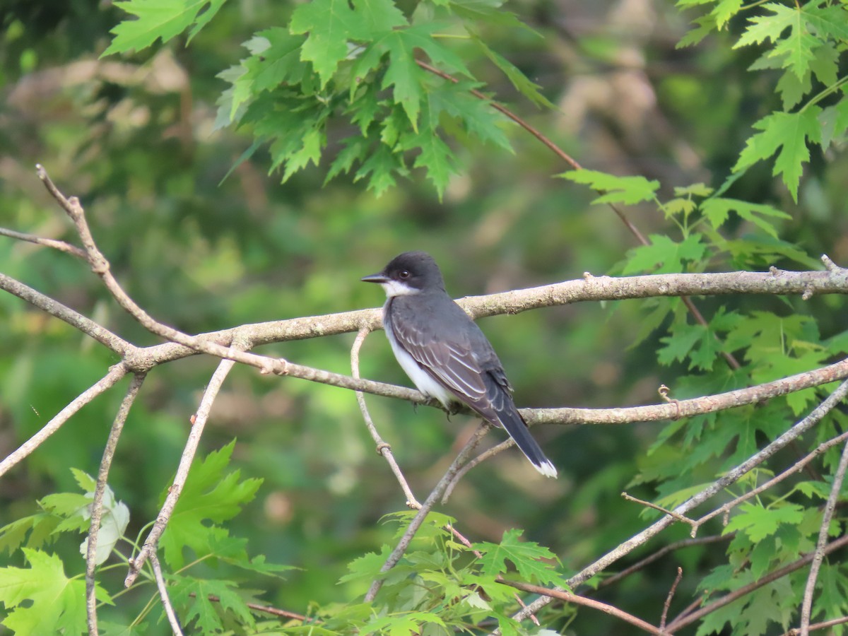Eastern Kingbird - ML637777485