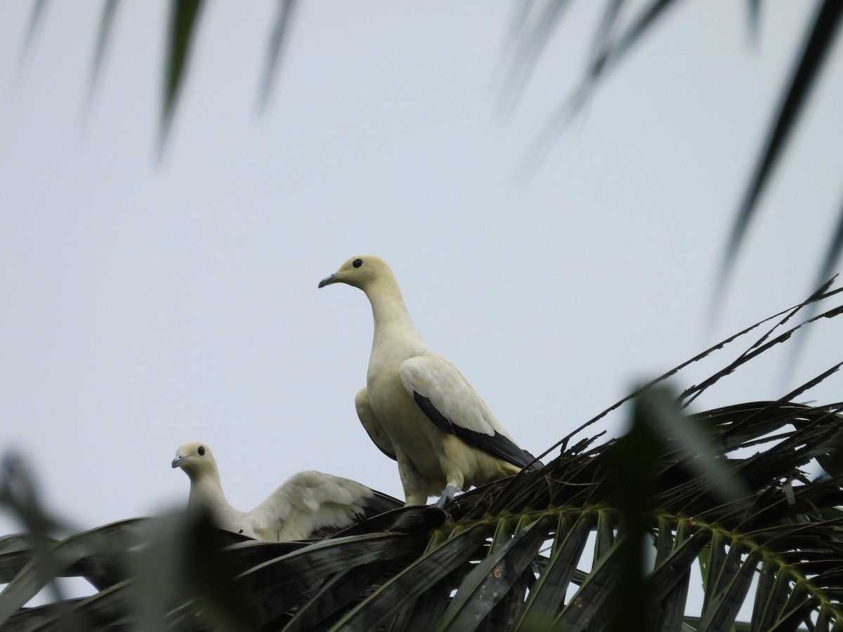 Pied Imperial-Pigeon - ML637777626