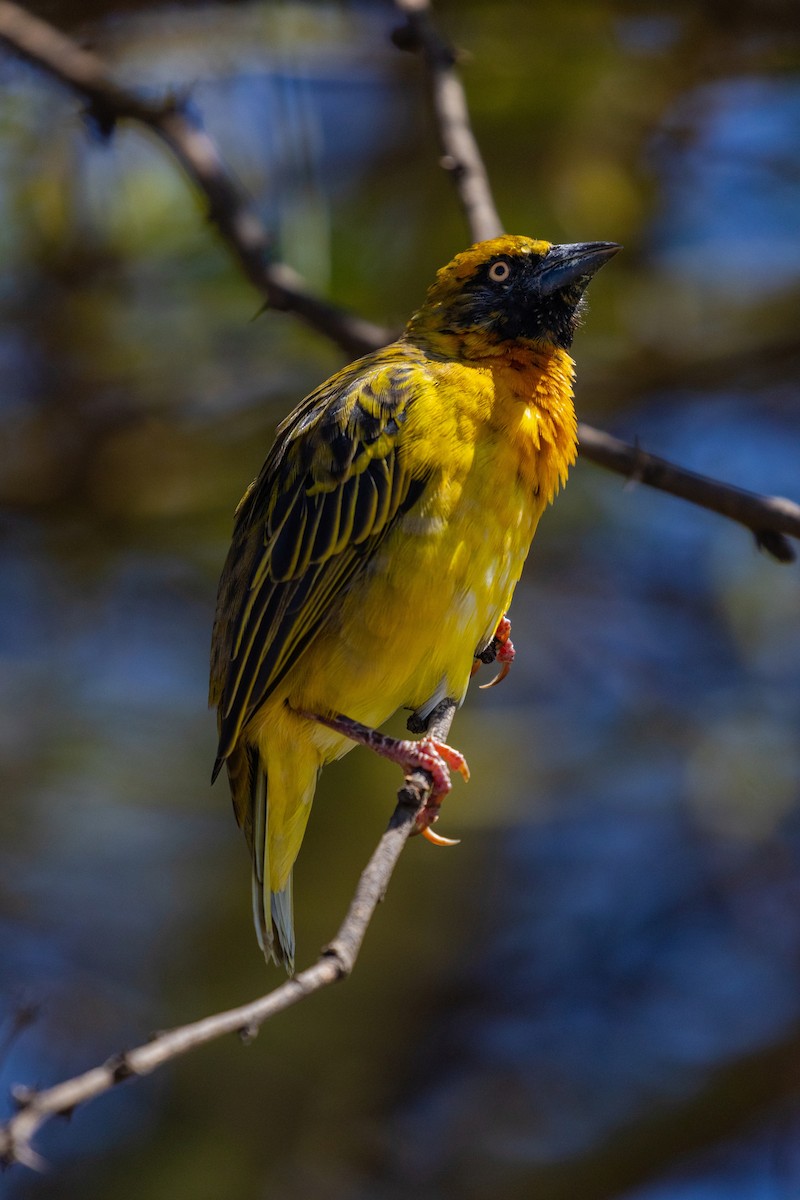 Speke's Weaver - ML637777695