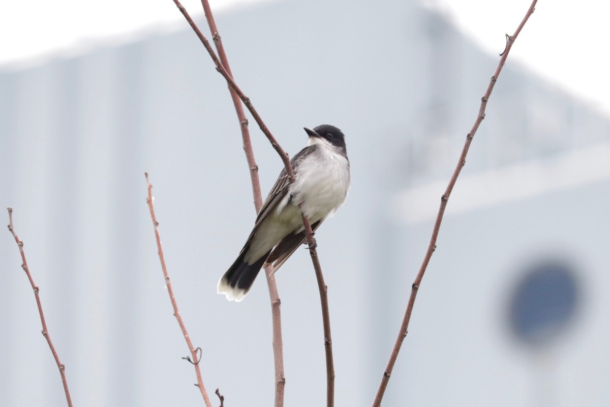 Eastern Kingbird - ML637777792