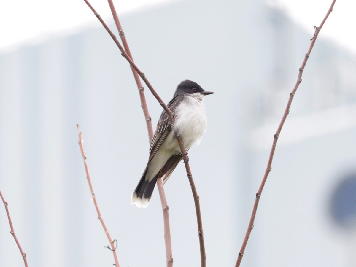 Eastern Kingbird - ML637777794