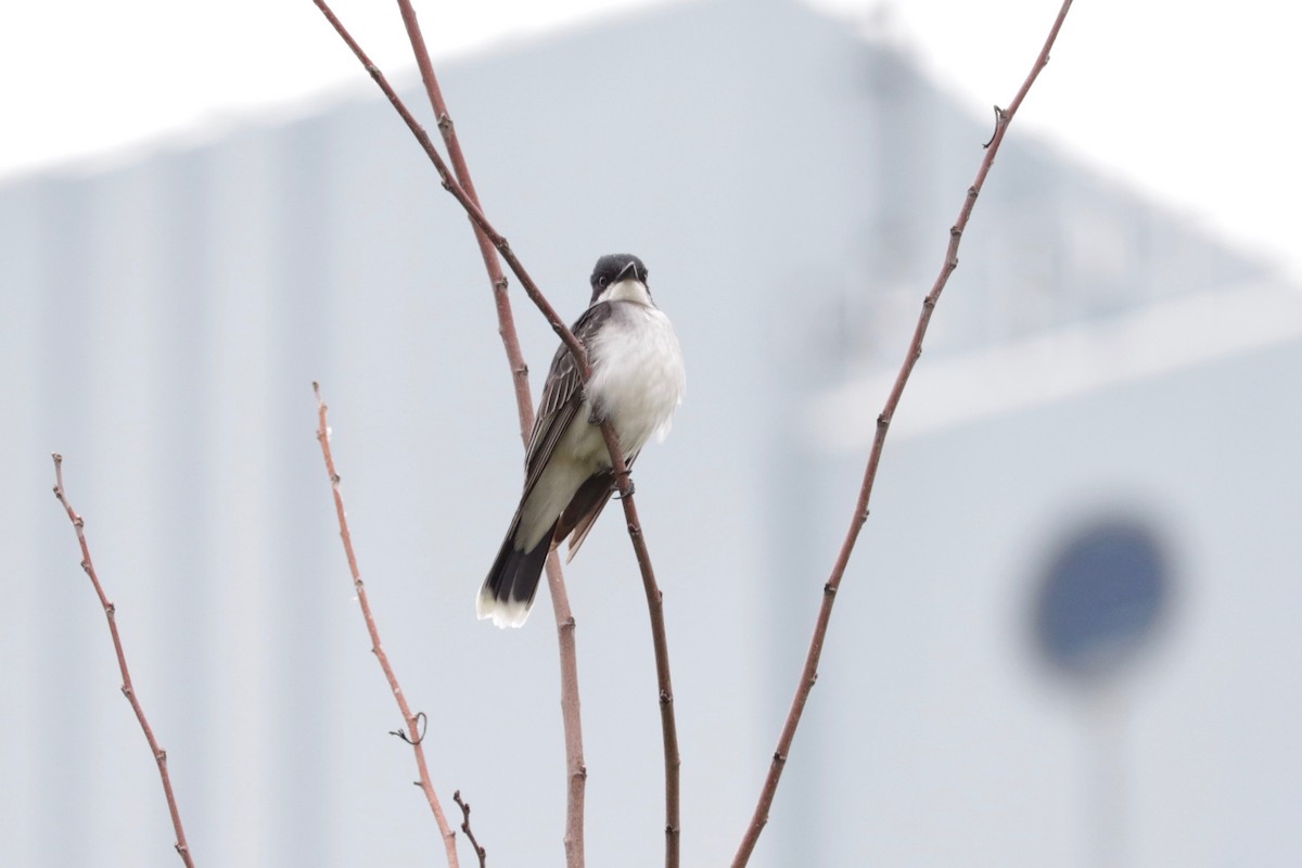 Eastern Kingbird - ML637777795