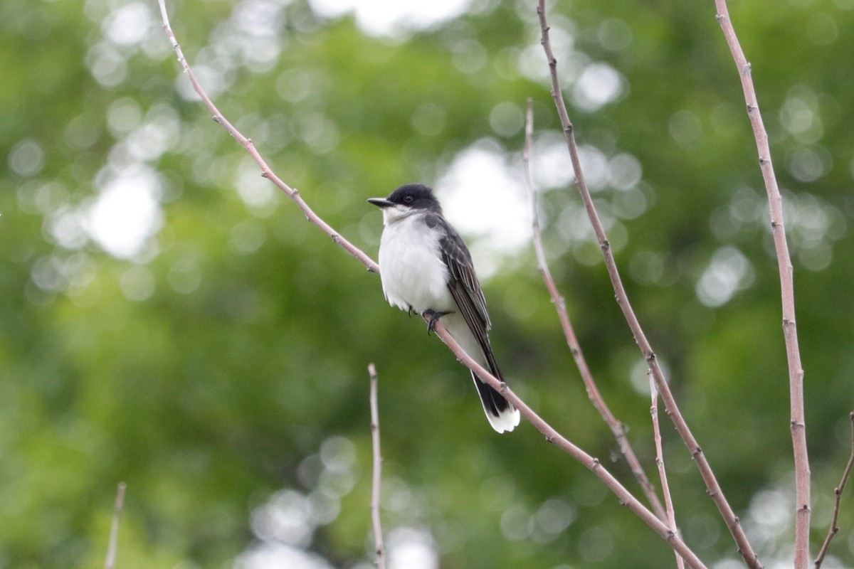 Eastern Kingbird - ML637777797
