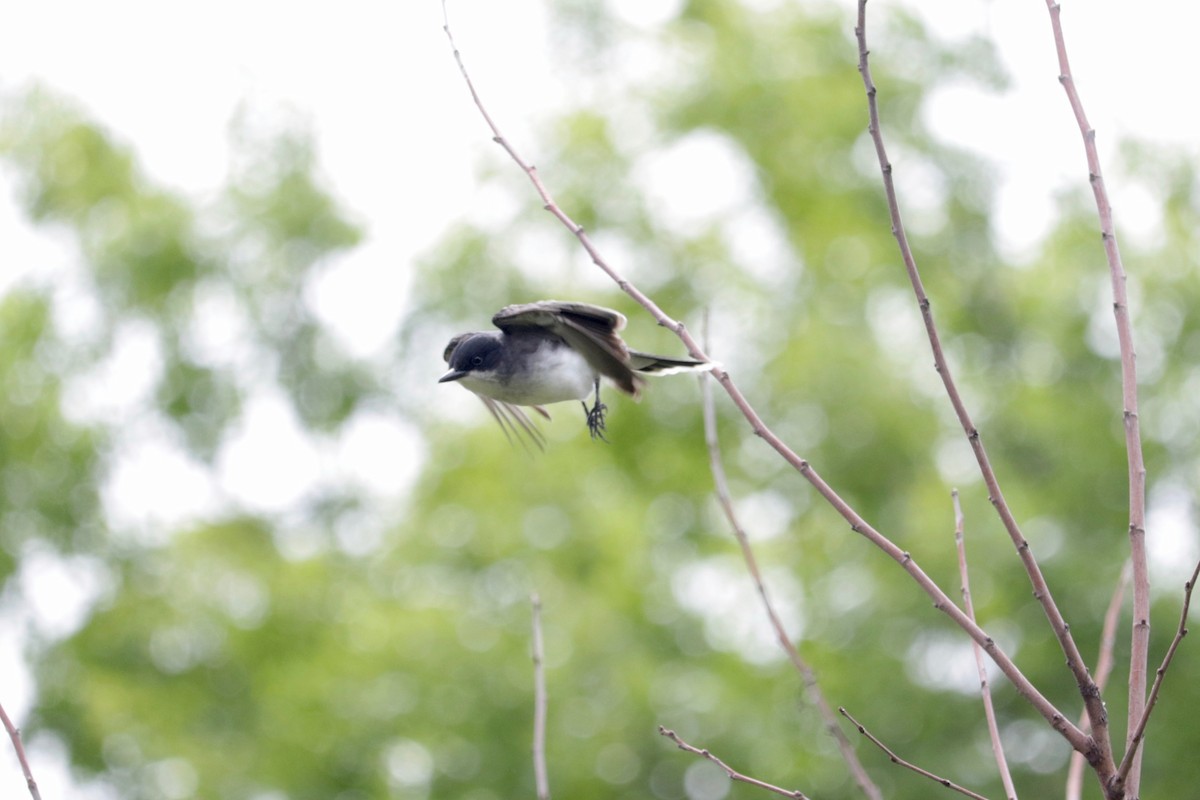 Eastern Kingbird - ML637777798
