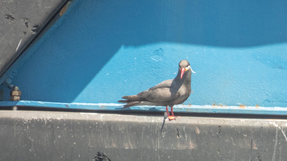 Inca Tern - ML637777844