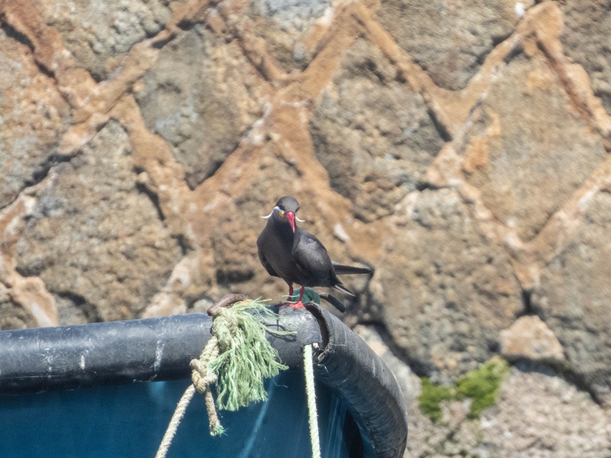 Inca Tern - ML637777845