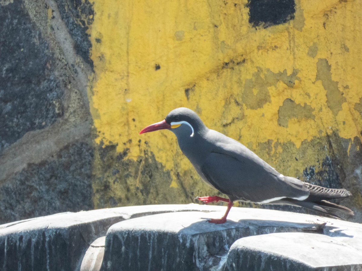 Inca Tern - ML637777846