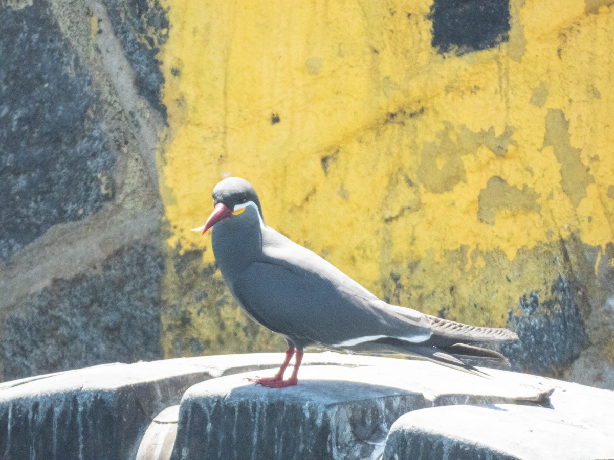 Inca Tern - ML637777847