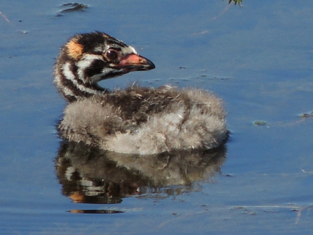 Pied-billed Grebe - ML637777848