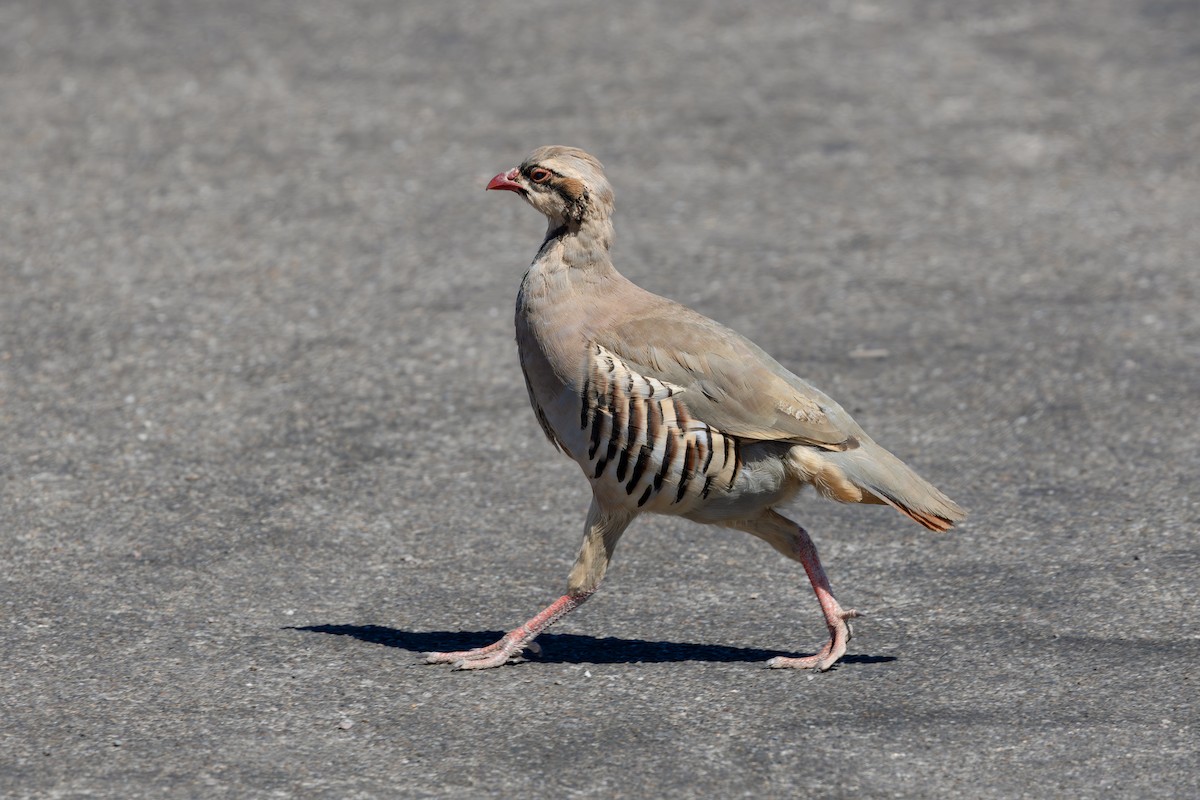 Chukar - ML637777850