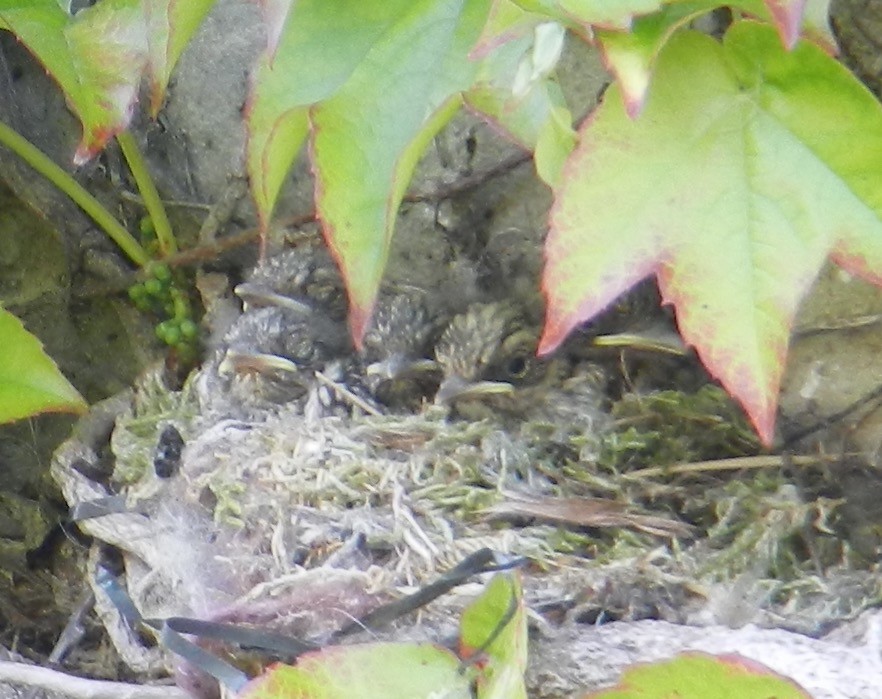 Spotted Flycatcher - ML637777851