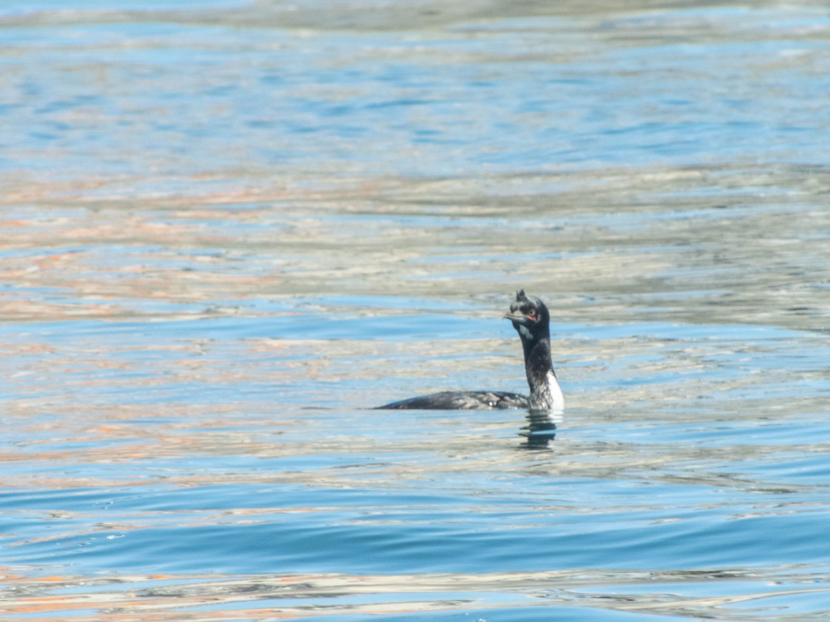 Guanay Cormorant - ML637777852