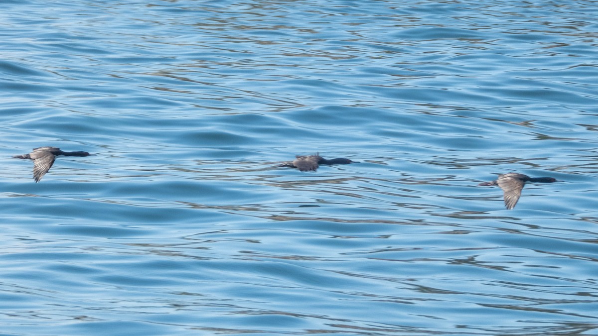 Guanay Cormorant - ML637777853
