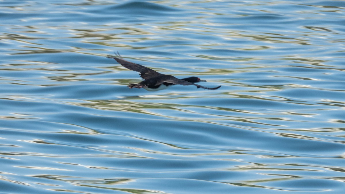 Guanay Cormorant - ML637777854