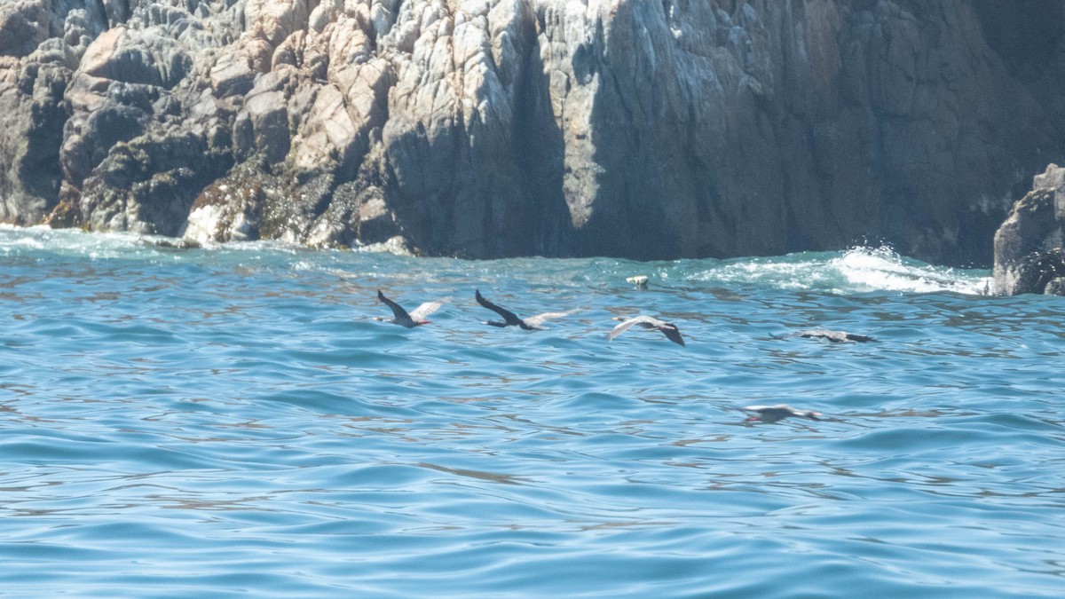 Guanay Cormorant - ML637777855