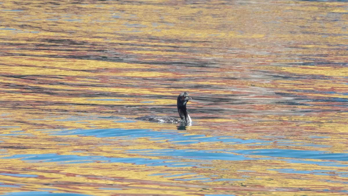 Guanay Cormorant - ML637777856